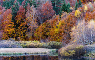 Paisaje otoño Pep Gassó_Leofoto