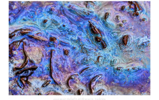 Biofilm 2 por el fotógrafo Mario Suarez