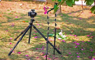 como-fotografiar-flores-con-viento